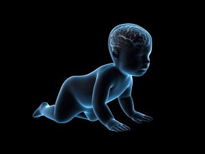 Your child's rapidly developing brain